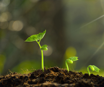 Soil environment